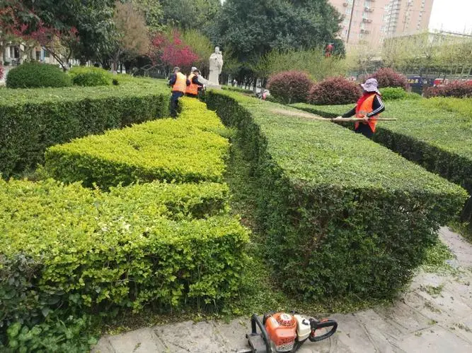 商水文化路商业街绿化工程