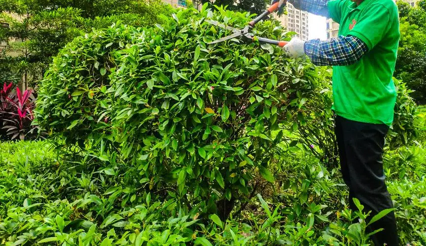 城市园林管理乱象曝光，整改方案发布，打造干净美丽的花园城市！